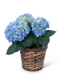 Blue Hydrangea Plant -A local Pittsburgh florist for flowers in Pittsburgh. PA
