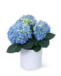 Blue Hydrangea Plant -A local Pittsburgh florist for flowers in Pittsburgh. PA