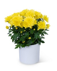 Yellow Chrysanthemum Plant -A local Pittsburgh florist for flowers in Pittsburgh. PA