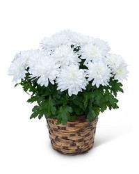 White Chrysanthemum Plant -A local Pittsburgh florist for flowers in Pittsburgh. PA