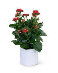 Red Kalanchoe Plant -A local Pittsburgh florist for flowers in Pittsburgh. PA