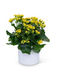 Yellow Kalanchoe Plant -A local Pittsburgh florist for flowers in Pittsburgh. PA