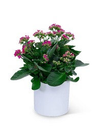 Pink Kalanchoe Plant -A local Pittsburgh florist for flowers in Pittsburgh. PA