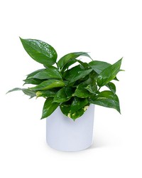 Pothos Plant -A local Pittsburgh florist for flowers in Pittsburgh. PA