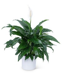 Peace Lily Plant -A local Pittsburgh florist for flowers in Pittsburgh. PA