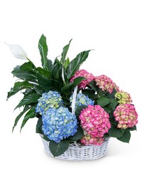 Bountiful Basket -A local Pittsburgh florist for flowers in Pittsburgh. PA