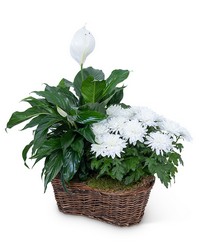 Peace Lily with White Mum Plant -A local Pittsburgh florist for flowers in Pittsburgh. PA