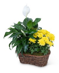 Peace Lily with Yellow Mum Plant -A local Pittsburgh florist for flowers in Pittsburgh. PA