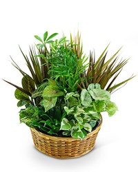 Large Dish Garden -A local Pittsburgh florist for flowers in Pittsburgh. PA