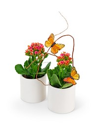 Kalanchoe Garden Duo -A local Pittsburgh florist for flowers in Pittsburgh. PA
