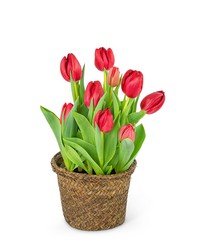 Potted Tulip Plant -A local Pittsburgh florist for flowers in Pittsburgh. PA