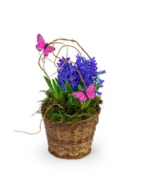 Hyacinth Plant in Basket -A local Pittsburgh florist for flowers in Pittsburgh. PA