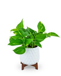 Mod Pothos Plant -A local Pittsburgh florist for flowers in Pittsburgh. PA