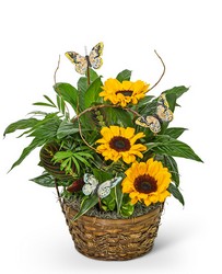 Dish Garden with Sunflowers and Butterflies -A local Pittsburgh florist for flowers in Pittsburgh. PA