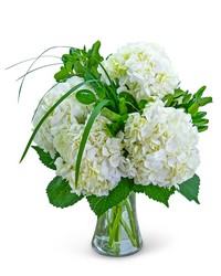 Hydrangea Halo -A local Pittsburgh florist for flowers in Pittsburgh. PA