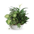 Large Dish Garden -A local Pittsburgh florist for flowers in Pittsburgh. PA