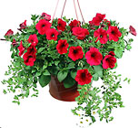 Blooming hanging plant -A local Pittsburgh florist for flowers in Pittsburgh. PA