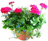 Patio Planter -A local Pittsburgh florist for flowers in Pittsburgh. PA