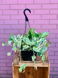 Pothos Pearls & Jade Plant  -A local Pittsburgh florist for flowers in Pittsburgh. PA